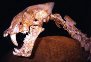 Homotheriumtex2