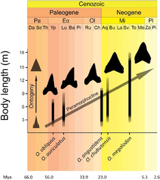 Otodus evolution