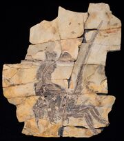Serikornis fossil.jpg