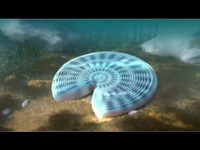 Оватоскотум.jpg (48 КБ) Оватоскутум