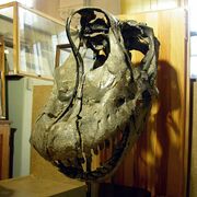 Brachiosaurus skull 02