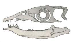 Xinpusaurus