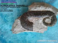 ACRIOCERAS TABARELLI