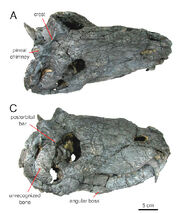 Pampas-skull.jpg