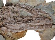 Yutyrannus skull