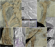 Close-up-of-the-pectoral-girdle-and-the-forelimb-of-Cratonopterus-huabei-gen-et-sp-nov