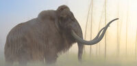 Mammoth- (2)