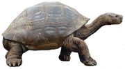 Megalochelys 29