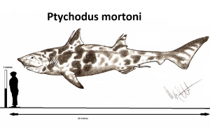 Ptychodus mortoni