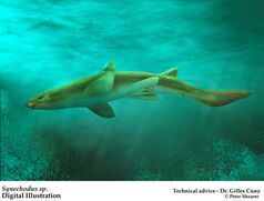 Synechodus01
