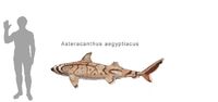 Сравнение размеров Asteracanthus aegyptiacus и человека