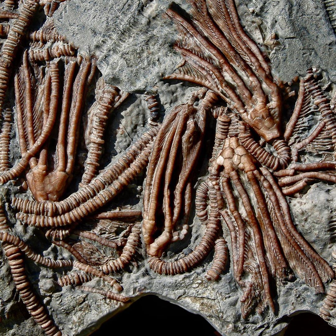 Dimerocrinites elegans.jpg