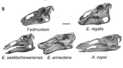 Edmontosaurus species 02