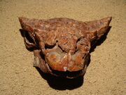Pinacosaurus 100-1301.jpg