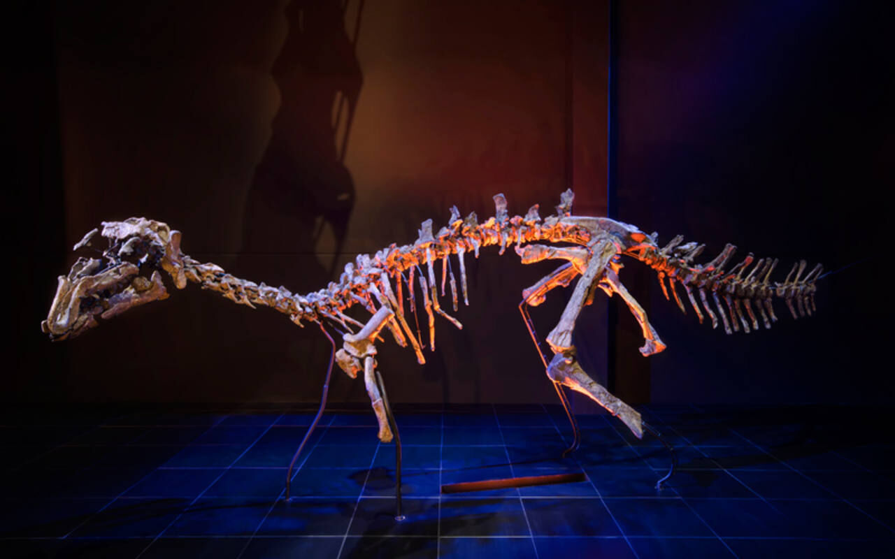 Proa valdearinnoensis skeleton.jpg