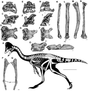 Anzu MRF 319 specimens