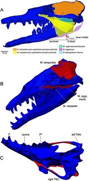 Basilosaurus isis muscles