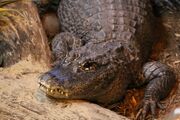 Chinese Alligator 2016