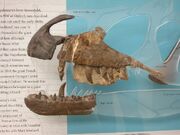Megalosaurus Jaws