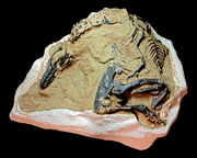 Nanotyrannus fossil