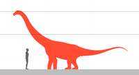 Quaesitosaurus size