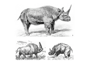 Reconstructions-of-the-Siberian-Elasmotherium-1-W-Kobelts-reconstruction-At-the