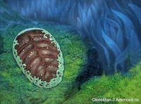 Вендия.jpg (236 КБ) Вендия