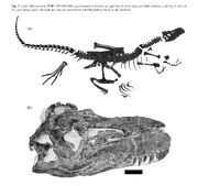 Albernosaurus TMP 85 098 01