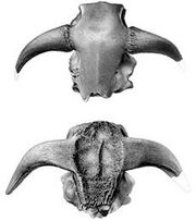 Bootherium leidy