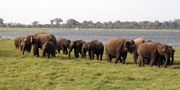 Elephants by the water (7568684536)