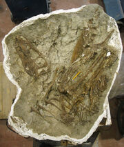 Gorgosaurus Fossil.jpg