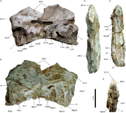 Holotype of Angaturama limai