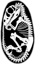 Lourinhanosaurus-antunesi-ML-565
