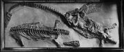 Photograph ofthe holotype of Attenborosaurus, before it was destroyed