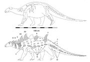 Struthiosaurusfossil