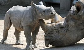 Western-black-rhino-43044056