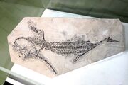 1024px-Mesosaur Fossil