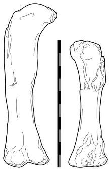 Aegyptosaurus.png