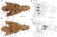 Aplestosuchus2.png