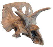 Arrhinoceratops ROM 796