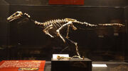 Gobivenator fossils