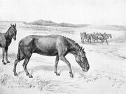 Hippidion (1)