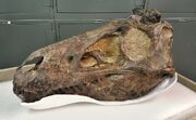 Nanotyrannus skull CMNH 5741