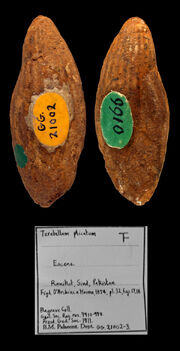 Terebellum plicatum Eocene Ranikot Sind Pakistan Coll BMNH G21002