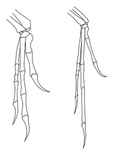 Archaeo-deinony hands.svg