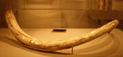 Carved 19th century Eskimo mammoth tusk De Young Museum 34430 2