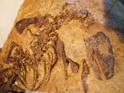 Othnielosaurus fossil 2