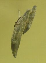 S06669596.jpg