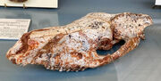 S62556701