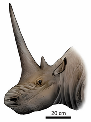 Sinotherium lagrelii head